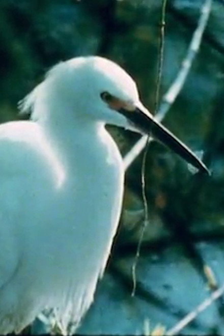 Watching Birds with Roger Tory Peterson