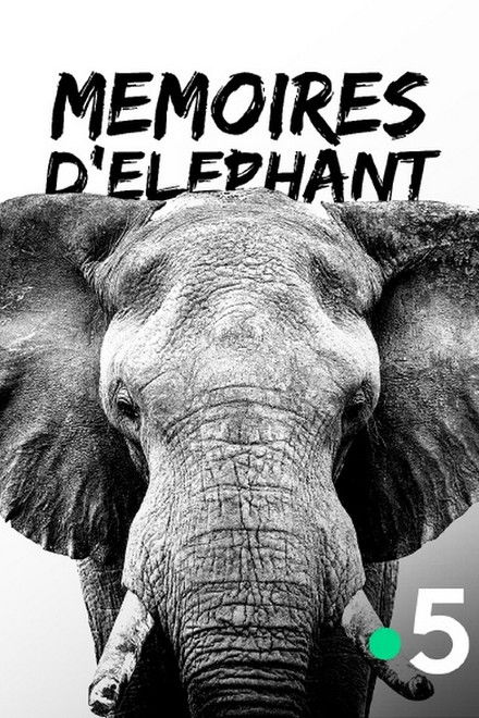Mémoires d'éléphant