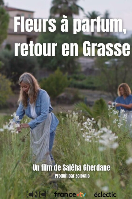 Fleurs à parfum, retour en Grasse