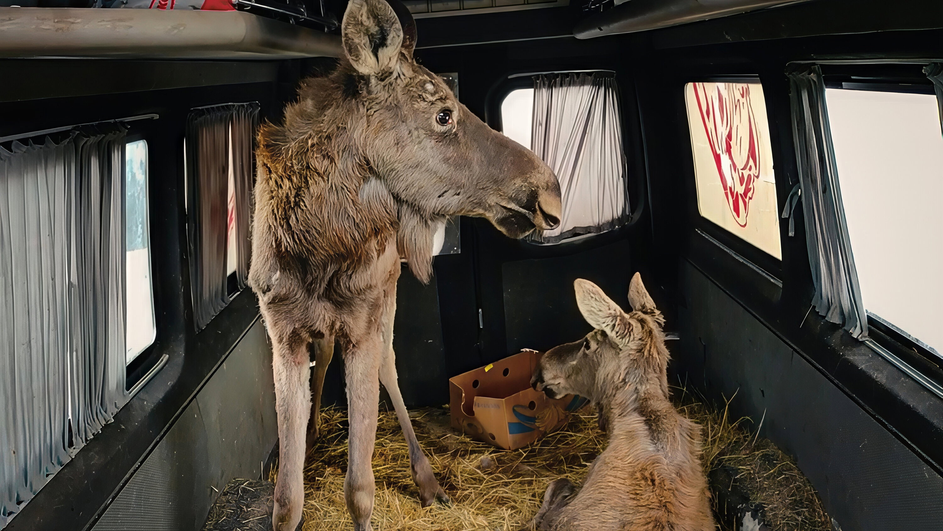Checkpoint Zoo